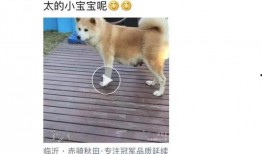 希狗视频在线观看,畅享欢乐时光，在线观看轻松娱乐